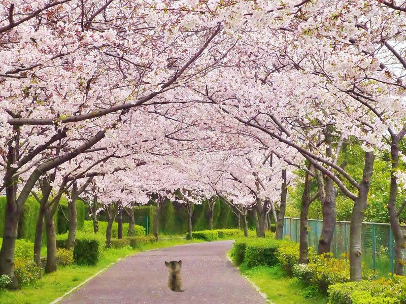 hikaku005-suisai-sakuraneko01