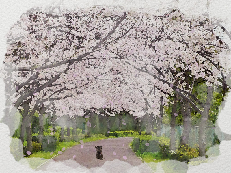 hikaku005-suisai-sakuraneko02